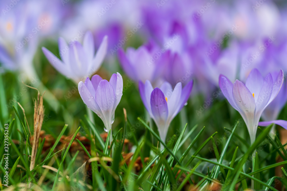 Group of crocus flowers in spring Group of crocus flowers in spring