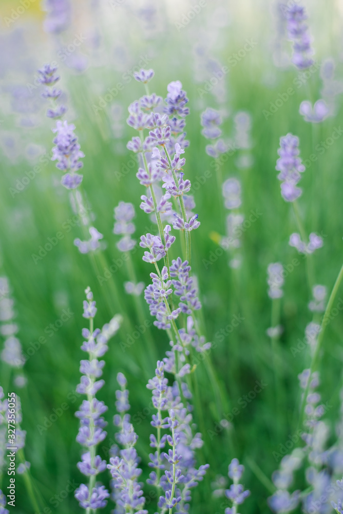 Selective focus on lavender flower Selective focus on lavender flower
