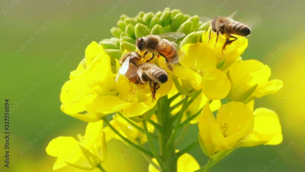 Close up two lovely honey bee collecting pollen flying around yellow canola flowers with yellow blooming spring background slow motion of insect in the nature clip Close up two lovely honey bee collecting pollen flying around yellow canola flowers with yellow blooming spring background slow motion of insect in the nature clip