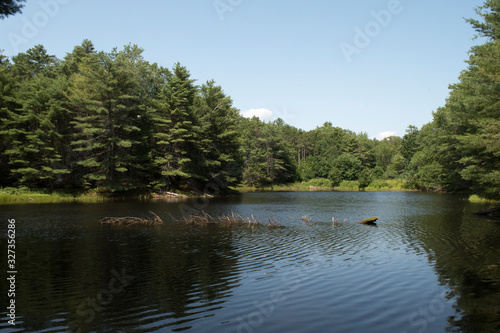 Fototapeta Naklejka Na Ścianę i Meble -  River in the Woods