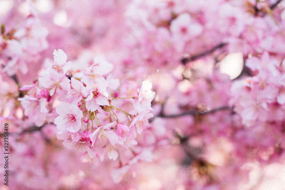 河津桜