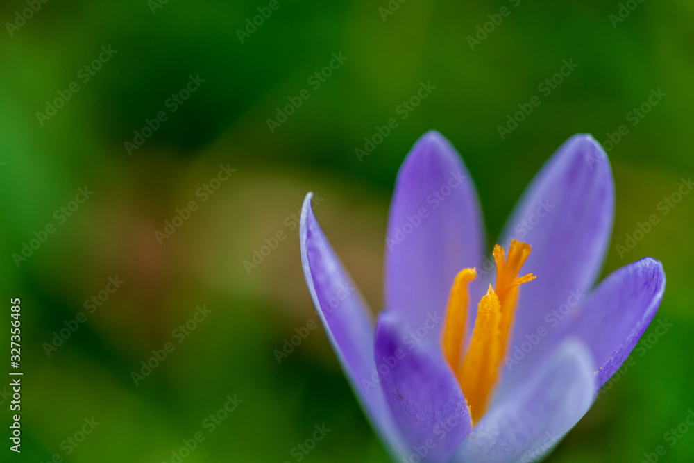 Purple crocus and its orange pollen tube and stigma Purple crocus and its orange pollen tube and stigma