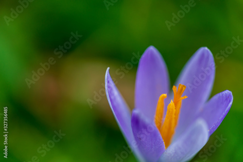 Purple crocus and its orange pollen tube and stigma