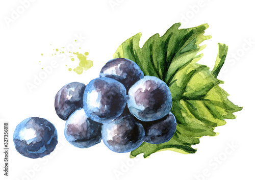Blue Isabella grapes with green leaf. Hand drawn watercolor horizontal  illustration  isolated on white background photo