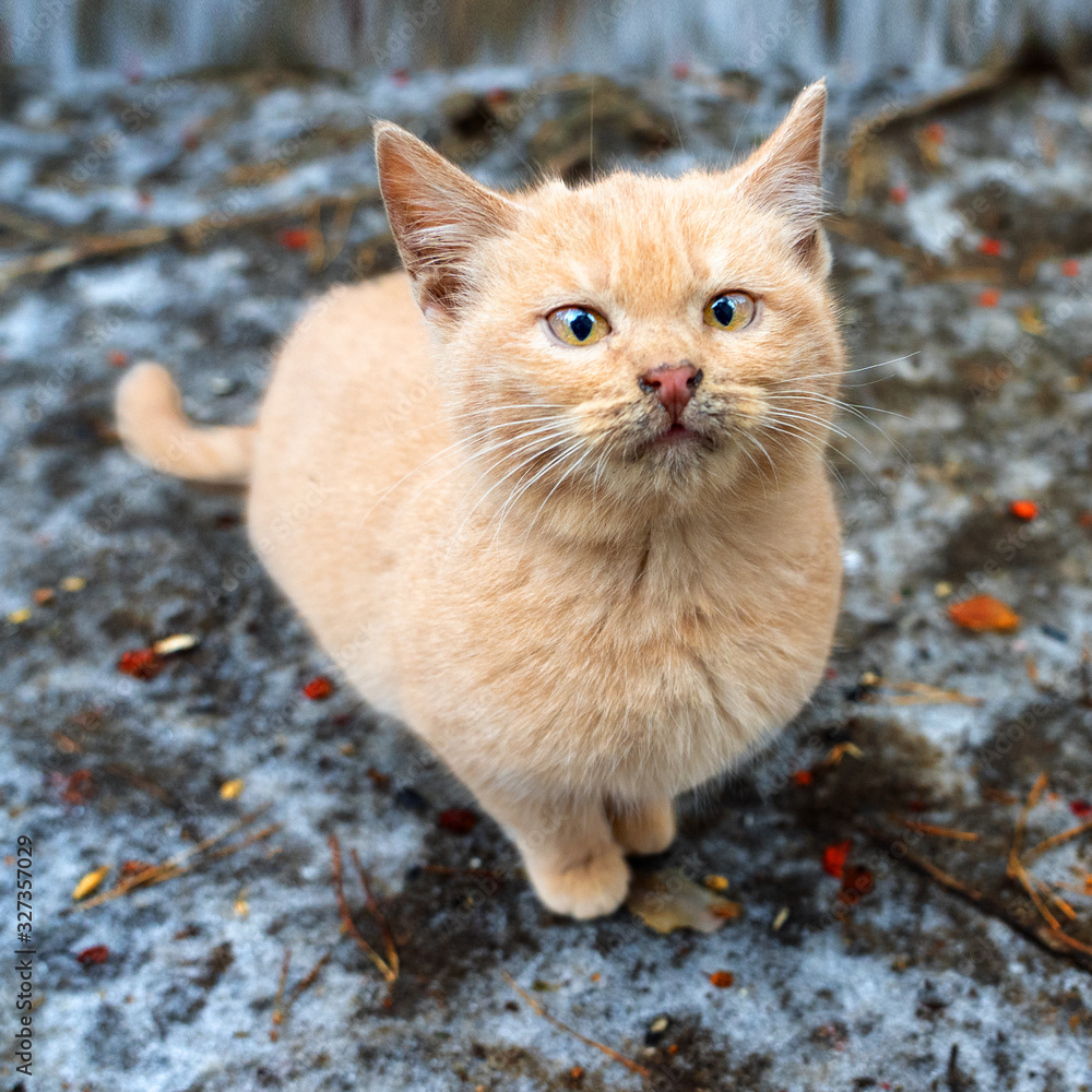 Lonely beautiful and cute ginger kitten on the street. Winter is snowing, it's cold. Wild or domestic animal. The kitten looks forward and pulls its muzzle. Lonely beautiful and cute ginger kitten on the street. Winter is snowing, it's cold. Wild or domestic animal. The kitten looks forward and pulls its muzzle.
