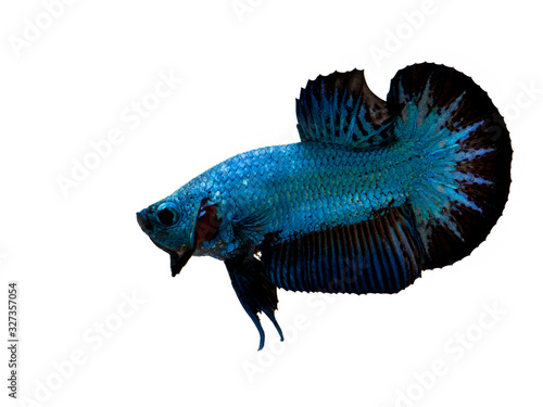 samurai betta fish blue and black