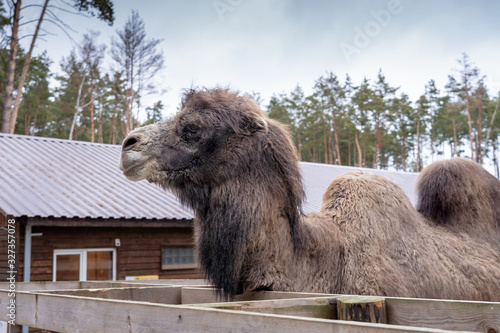 Large two-humped brown camel in the corral in winter. Green forest in the daytime. Wooden fence. Artiodactyl furry animal. A camel with long hair stands and smtrit into the distance.