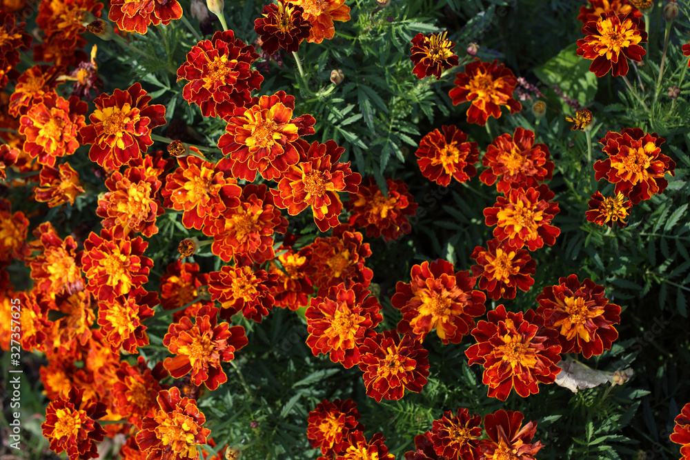Marigold flowers background Marigold flowers background