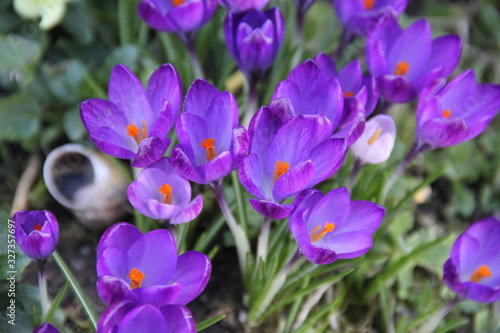Spring purple crocus flowers march