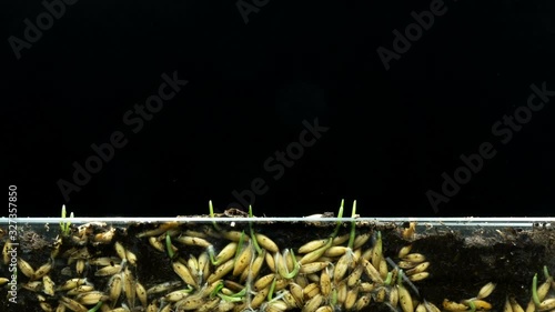 The development of roots and their growth from oat grains and the growth of plants from the ground, time lapse, concept of the origin of life.