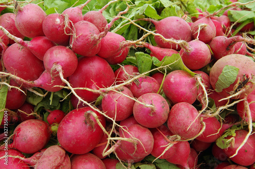 Farm fresh radish bunches with radish greens and roots