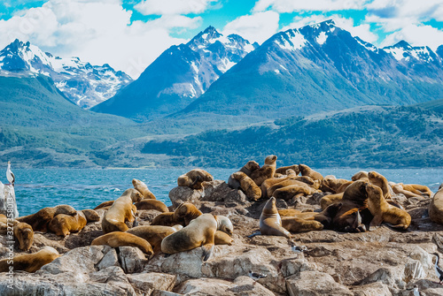 Beagle Channel Sea Lions of Ushuaia