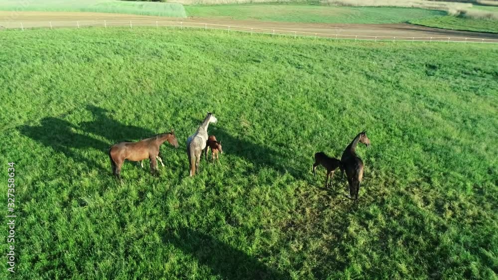 Aerial view of herd of purebred horses and foals grazing in the green grass. A group of various beautiful breeding horses. Rural scene. Aerial view of herd of purebred horses and foals grazing in the green grass. A group of various beautiful breeding horses. Rural scene.