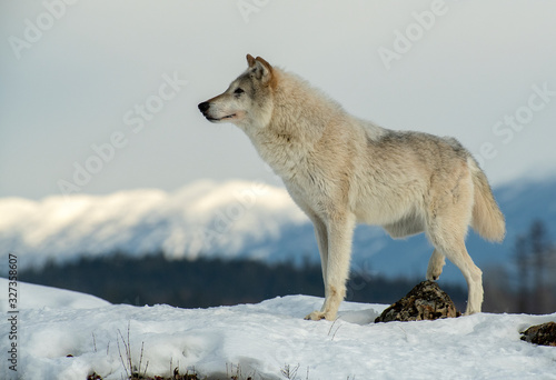 Valokuvatapetti Tundra wolf on snowy hilltop