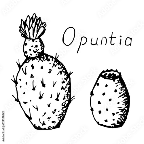 Hand-drawn vector set of black outline, cactus drawing, opuntia flower and fruit, prickly pear, Indian fig on a white background. Organic foods, succulents, diet.