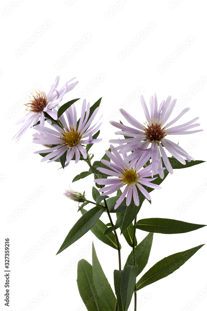 Growing asters isolated on white Growing asters isolated on white