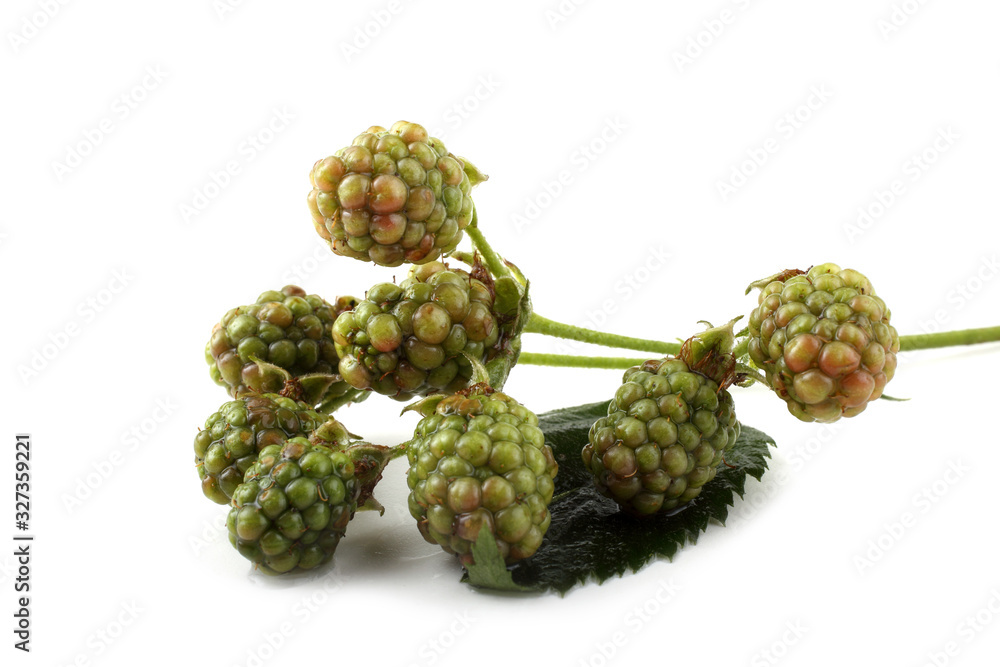 Fototapeta premium Unripe blackberries cluster