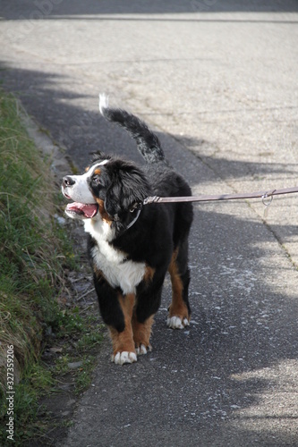 Bernese mountain dog playful puppy © Estelle R