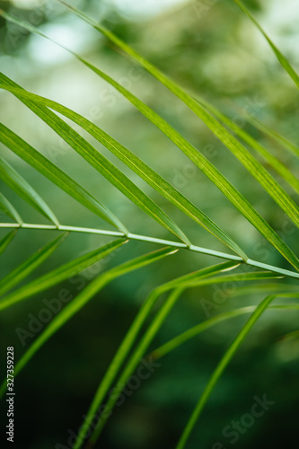 close-up of tropical green plant leaves in forest. green texture. summer concept