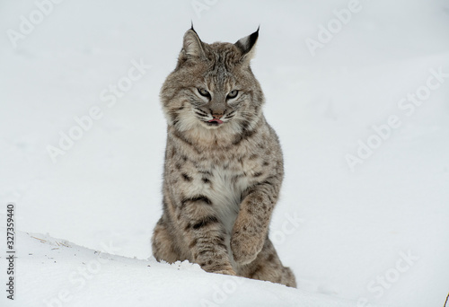 Bobcat in winter snow