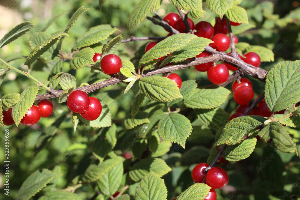 Nanking cherry bush Nanking cherry bush