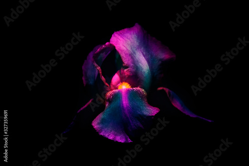 Purple blue iris flower on a black background. Close Up. UV, fluorescent