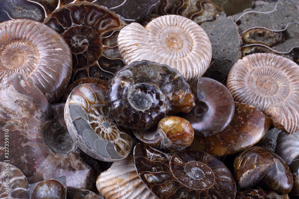 Ammonite background. Different ammonite varieties Ammonite background. Different ammonite varieties