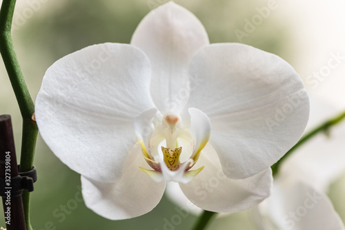 Fototapeta Naklejka Na Ścianę i Meble -  Close-up image of a white orchid. White orchid resembling an alien wearing a crown petals tie.