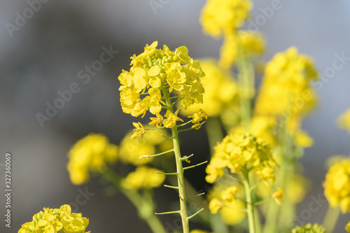 菜の花