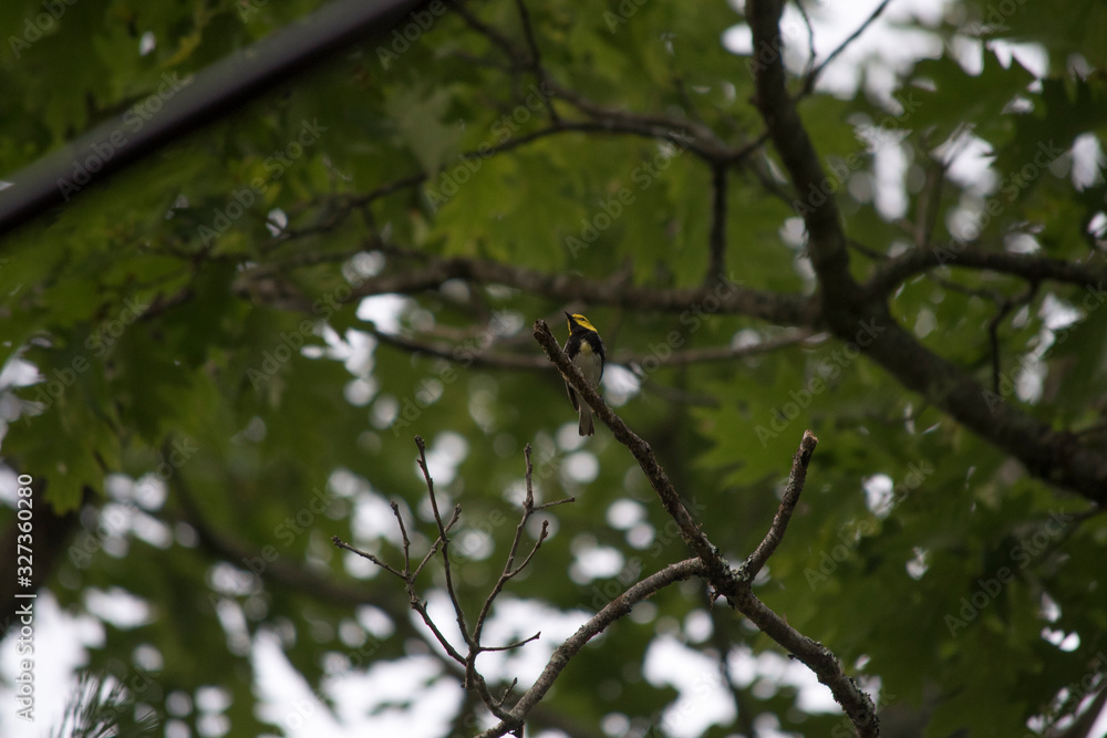 Black Throated Green Warbler Black Throated Green Warbler