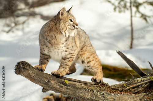 Bobcat in winter snow