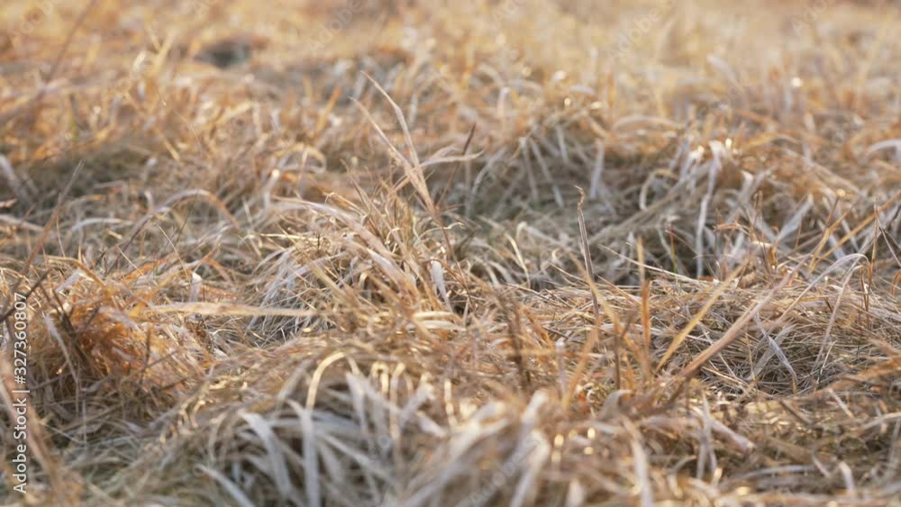 Late evening sun shines on dry grass moving in wind, low angle video taken at ground level Late evening sun shines on dry grass moving in wind, low angle video taken at ground level