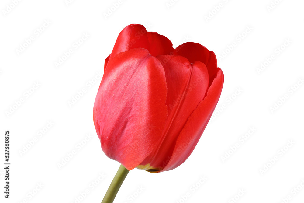 Red tulip isolated on white Red tulip isolated on white