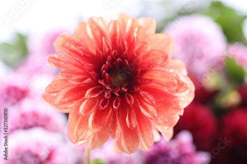 Dahlia flower and bokeh flowers background
