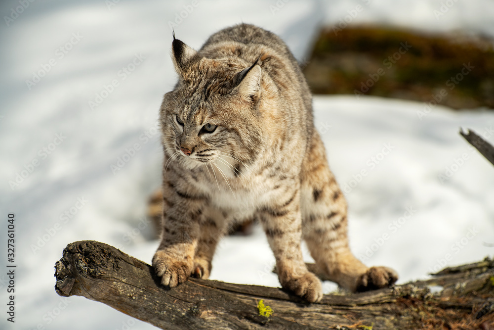 Obraz premium Bobcat in winter snow