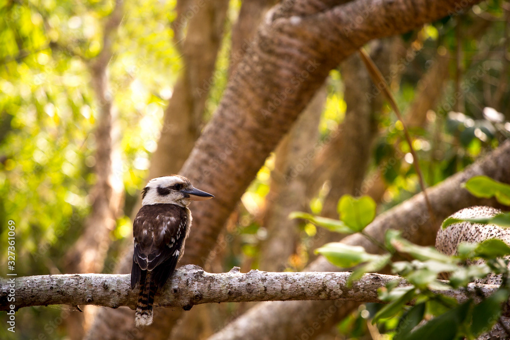Australian native bird kookaburra on a tree Australian native bird kookaburra on a tree