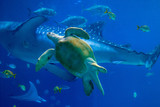 A sea turtle swimming in an aquarium
