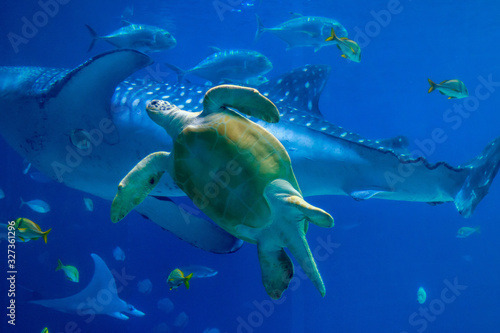 A sea turtle swimming in an aquarium