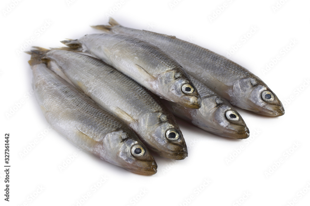 Smelt fish isolated on white. Pacific smelt variety