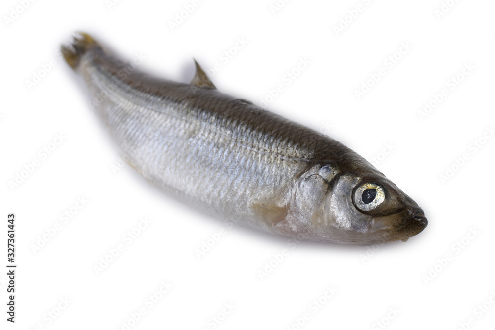 Smelt fish isolated on white. Pacific smelt variety Smelt fish isolated on white. Pacific smelt variety