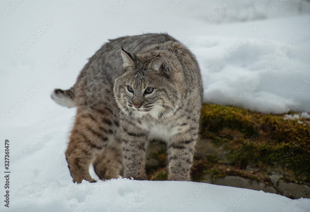 Bobcat in winter snow Bobcat in winter snow