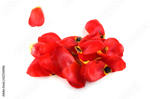 Tulip petals isolated on white