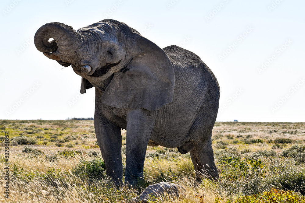 Fototapeta premium Elefant