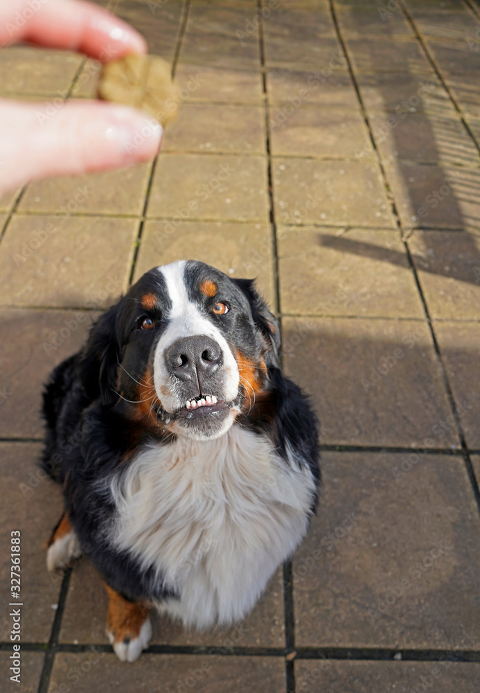 Training a young Bernese Mountain Dog using treats Training a young Bernese Mountain Dog using treats