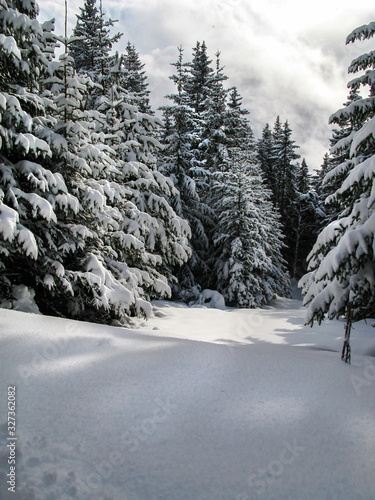 Winter landscape, snowy forest. Austrian Tyrol in the winter.