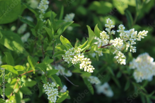 flowering privet