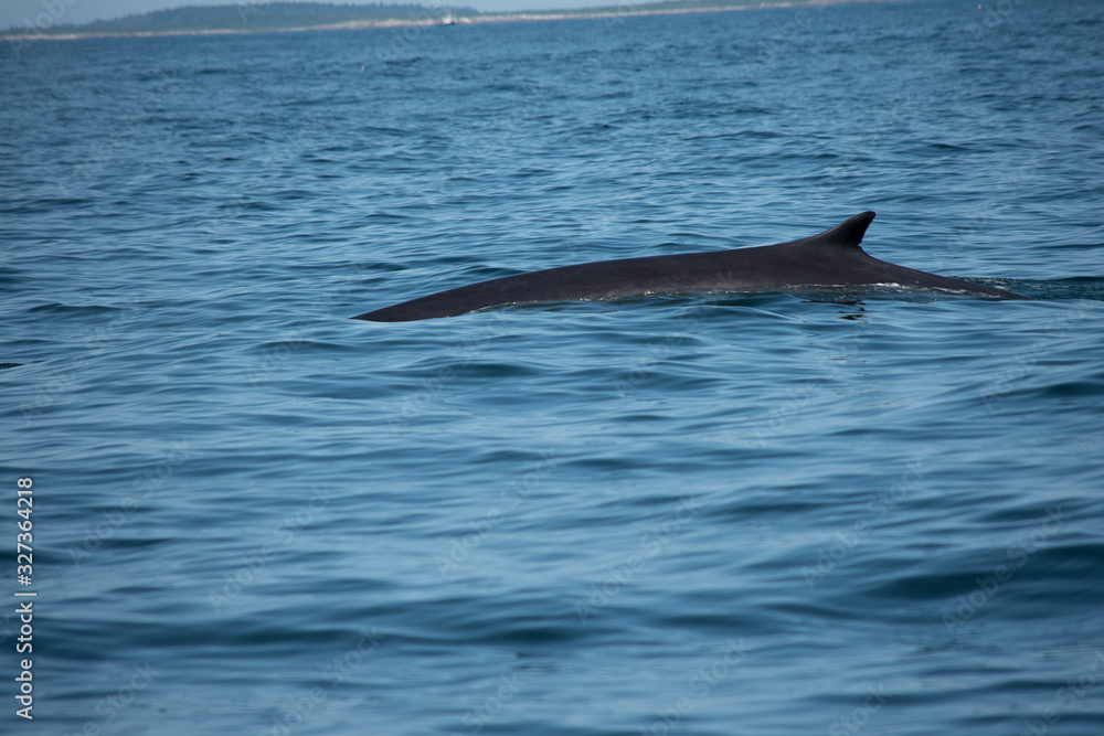 Fototapeta premium Fin Whale