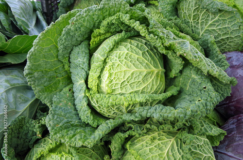 Large green cabbage head centered in open cabbage leaves displayed for market