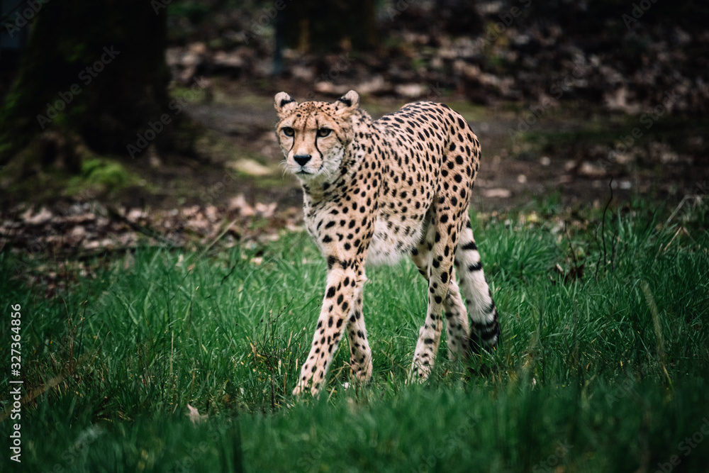 Einzelner Gepard in einem Zoo Einzelner Gepard in einem Zoo