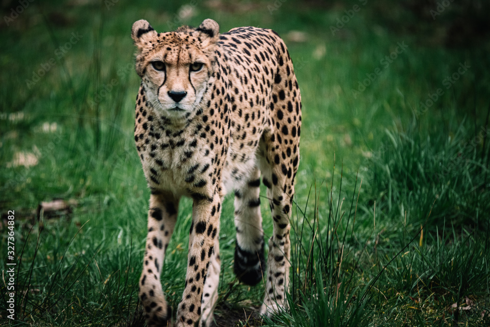 Einzelner Gepard in einem Zoo Einzelner Gepard in einem Zoo